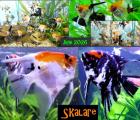 Skalare Red Devil Jungfische abzugeben