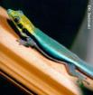 Taggecko gesucht